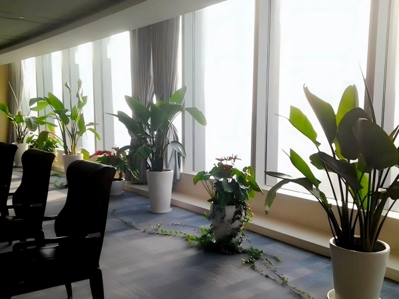 上海办公室植物租摆案例 
