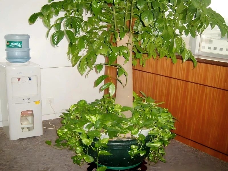 上海办公室植物租摆案例 