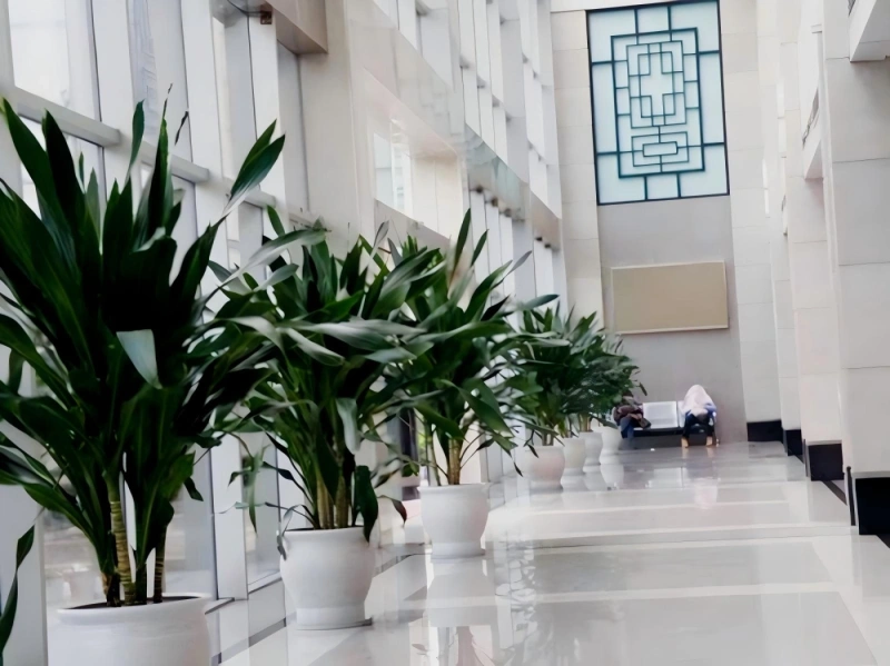 上海办公室植物租摆案例 