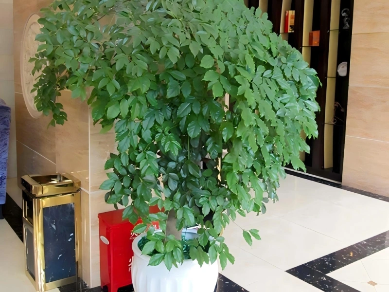 上海办公室植物租摆案例 