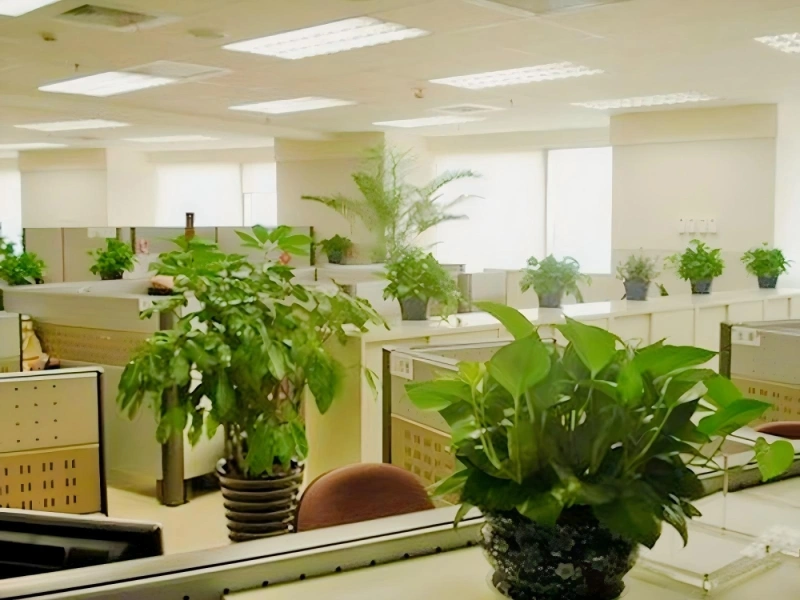上海办公室植物租摆案例 